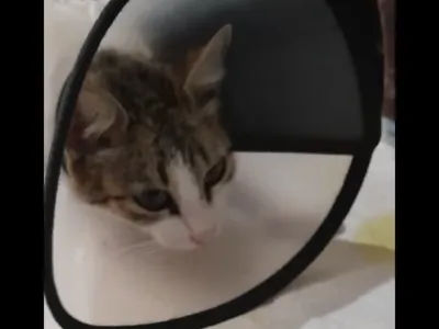 La esterilización de Misu‍