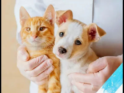Campaña de esterilización 