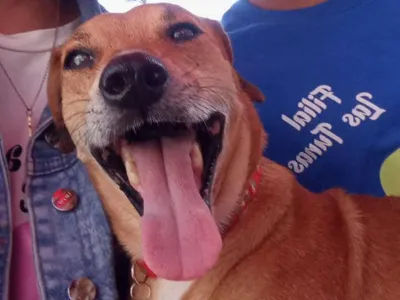 Scooby 