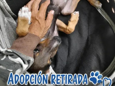 Filial Las Tunas     Adopción Retirada 
