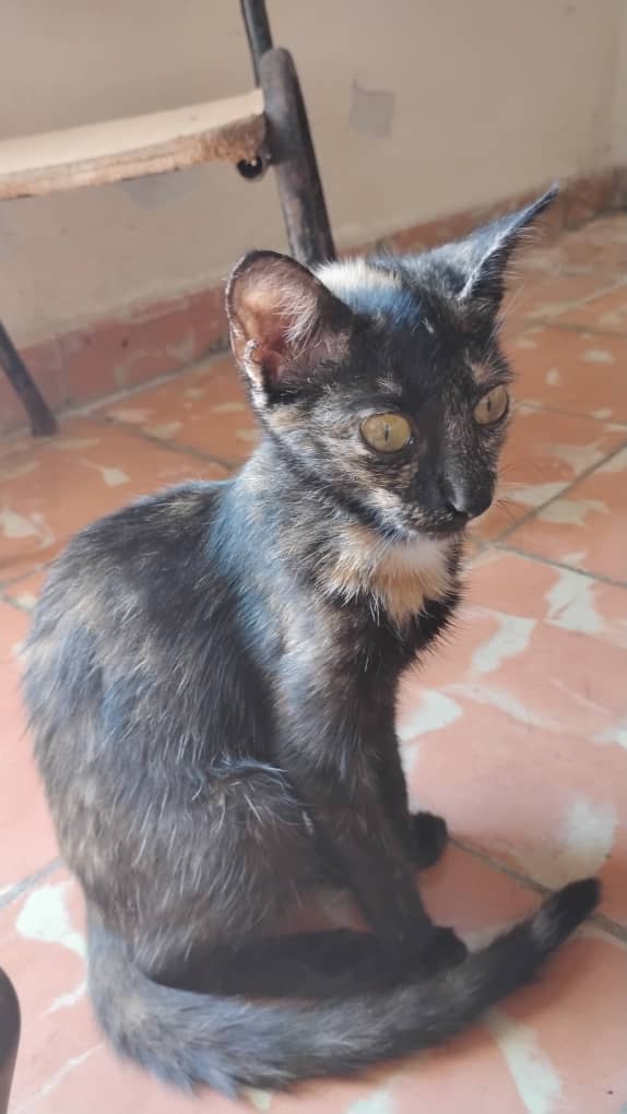 Imagen de mascota lista para ser adoptada