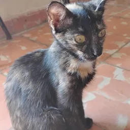 Foto de Luzy , Gato en adopción