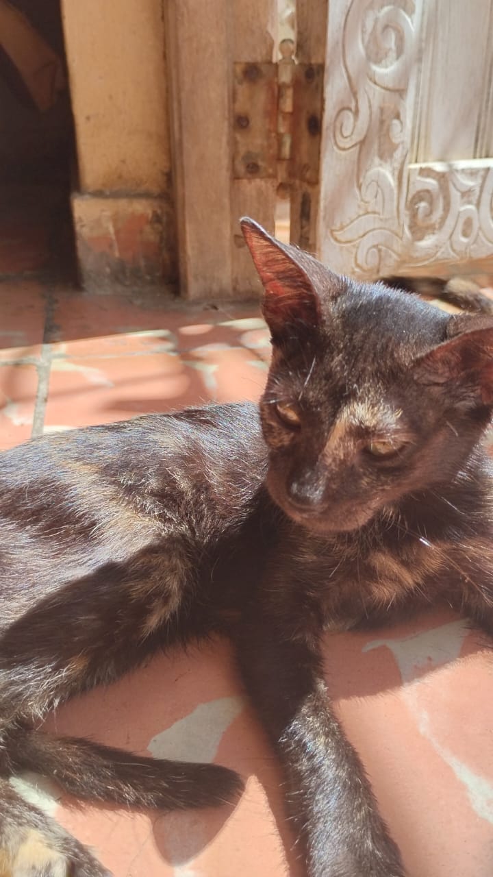 Imagen de mascota lista para ser adoptada