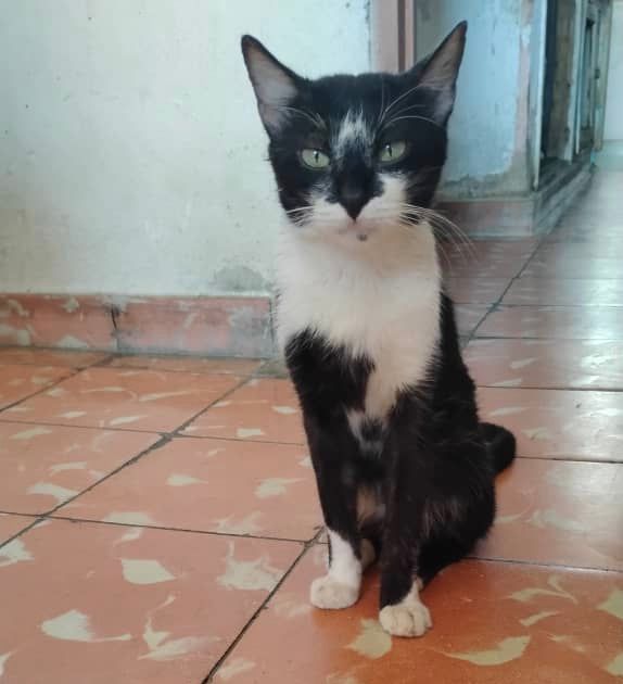Imagen de mascota lista para ser adoptada