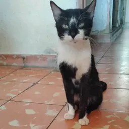 Foto de Marido, Gato en adopción