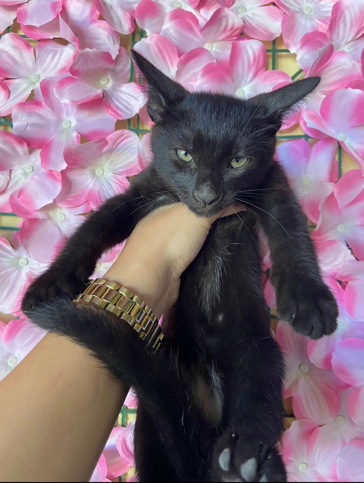 Imagen de mascota lista para ser adoptada