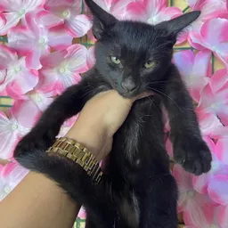 Foto de Darko, Gato en adopción