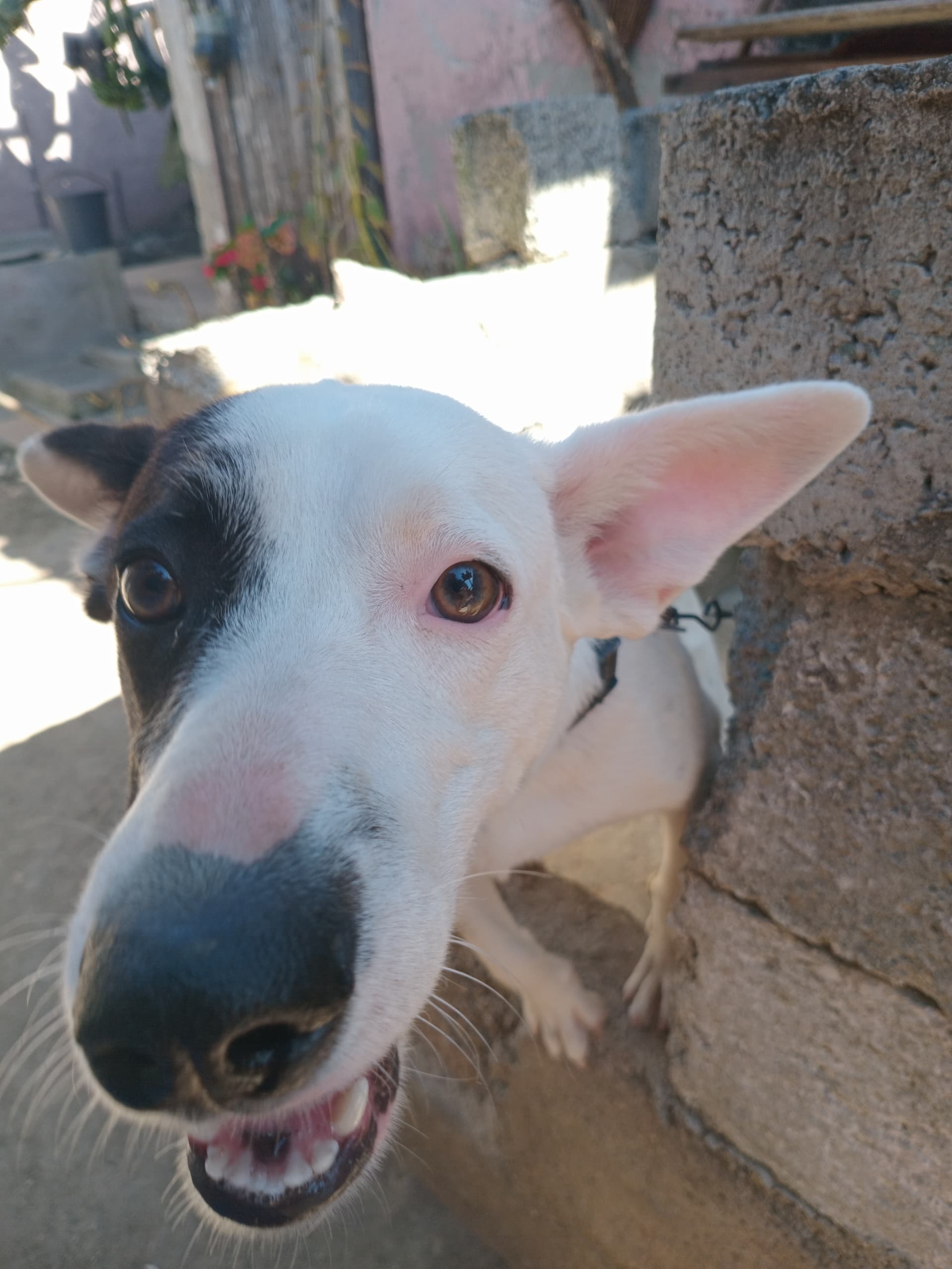 Imgen de la mascota  que se le da segumiennto