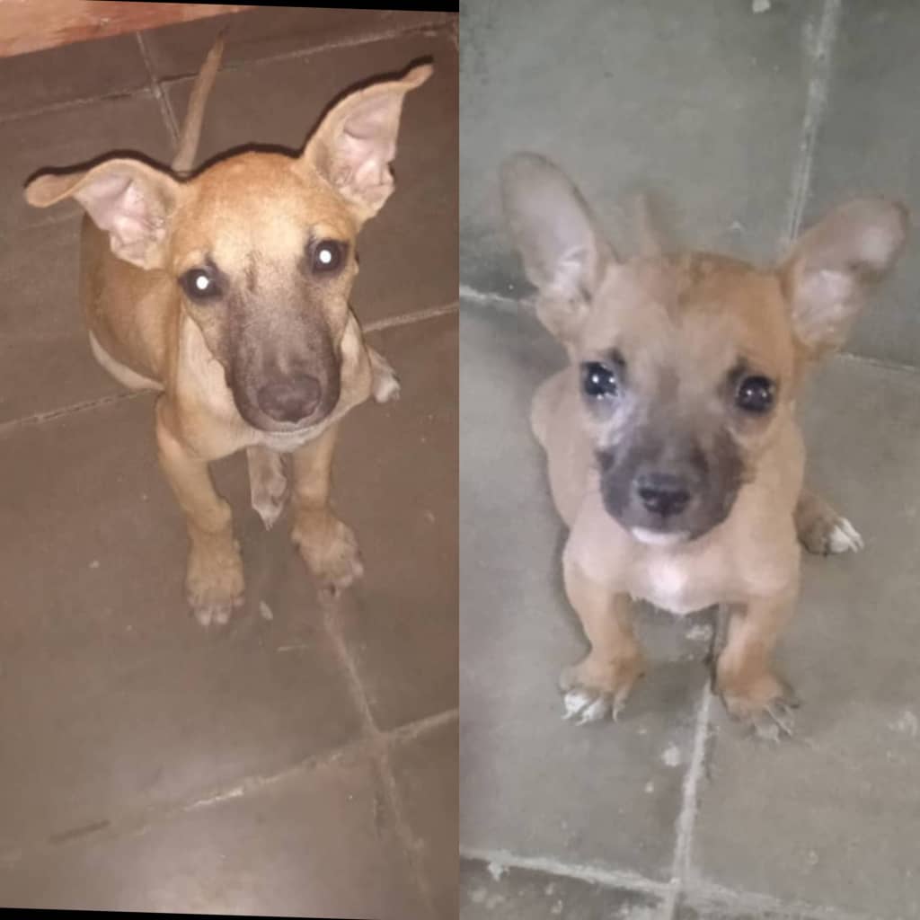 Imgen de la mascota  que se le da segumiennto