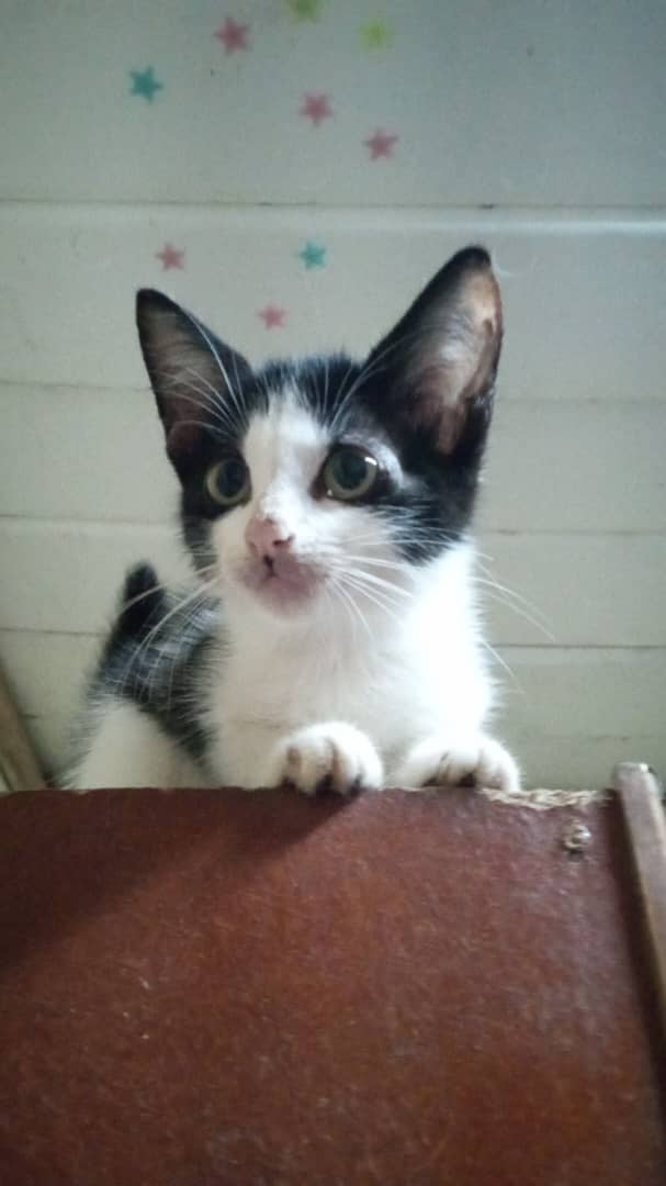 Imgen de la mascota  que se le da segumiennto