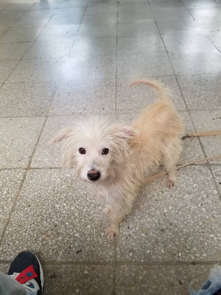 Imgen de la mascota  que se le da segumiennto