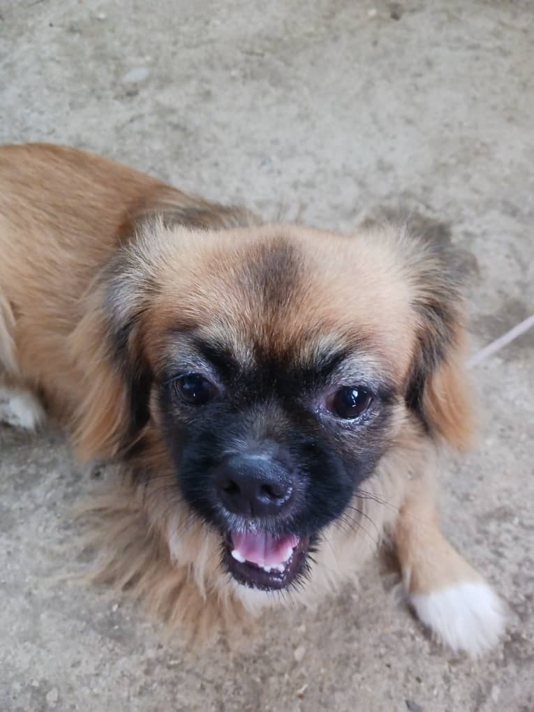 Imgen de la mascota  que se le da segumiennto