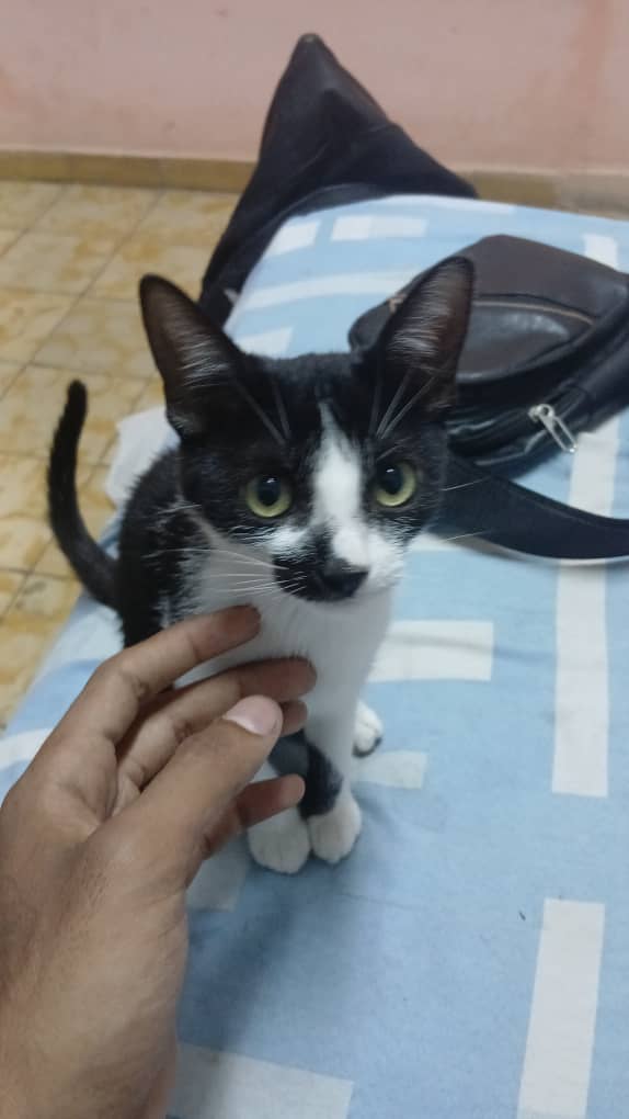 Imgen de la mascota  que se le da segumiennto