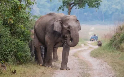 gurgaon to jim corbett urbania rental service