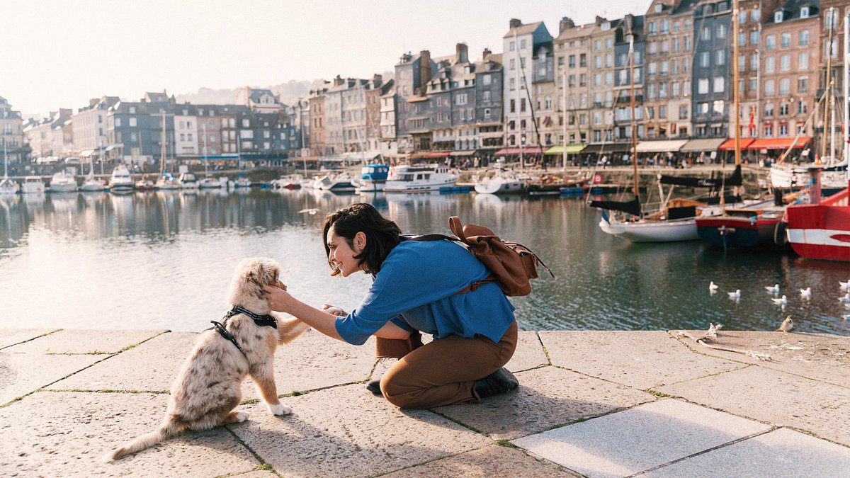 Preparation for the Travel with Your Dog