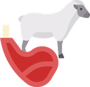 Lamb meat (average)