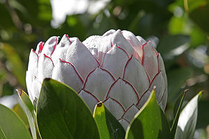 King Protea (Protea cynaroides)