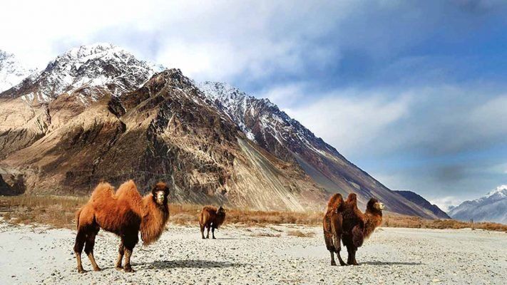 Animals indigenous to Hemis NP roaming