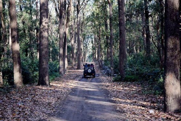 A jeep moving through Hemis NP through a road, trees on both sides