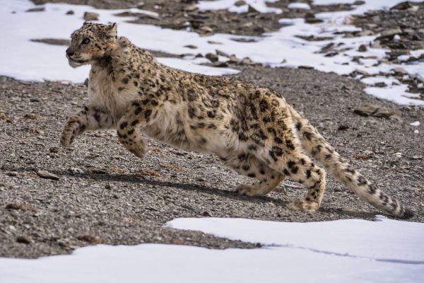 Leopard prancing across in HEMIS NP