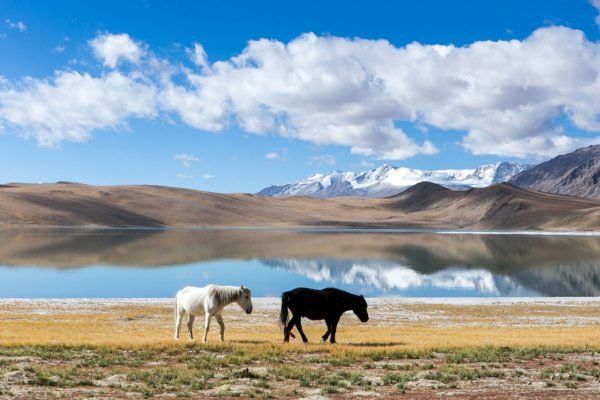 A Pair Of Horses Near Tso Moriri Lake | Tso Moriri Lake-Hikerwolf