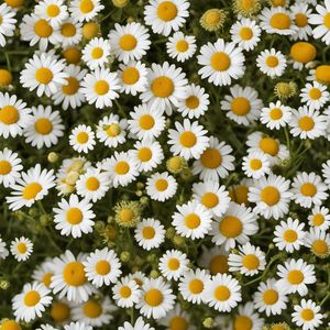 Chamomile and similar-