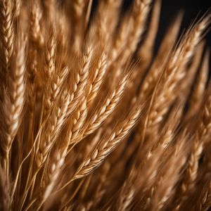 Durum wheat grain