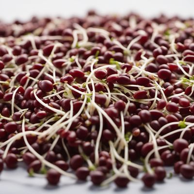 Adzuki bean sprouts