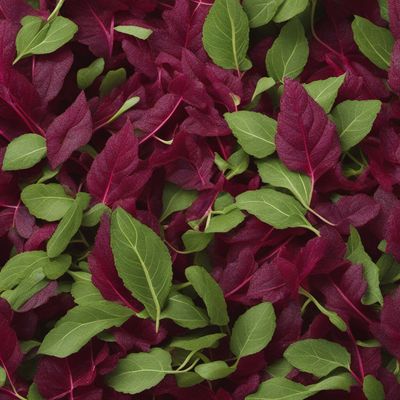 Amaranth leaves