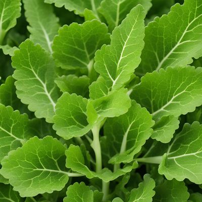 Baby leaf indian mustard leaves