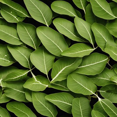 Baobab leaves