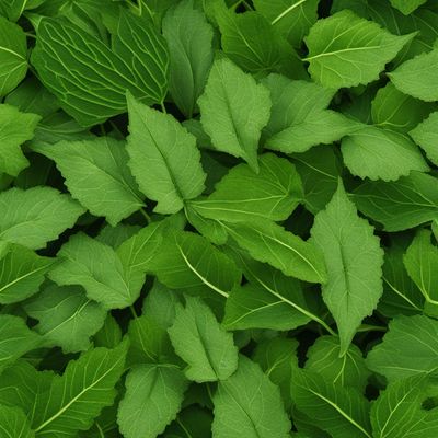 Jew's mallow leaves