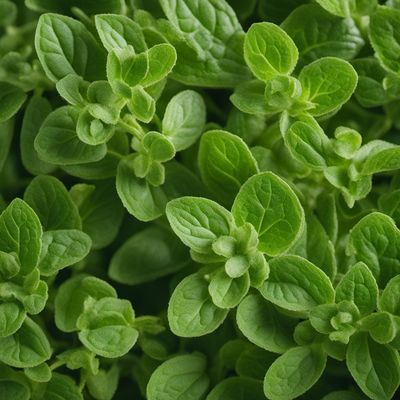 Marjoram flavour