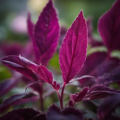 Purple amaranth leaves