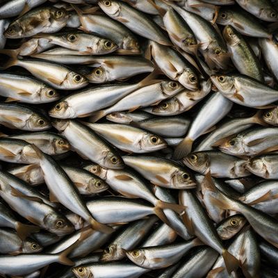 Sardines and sardine-type fishes