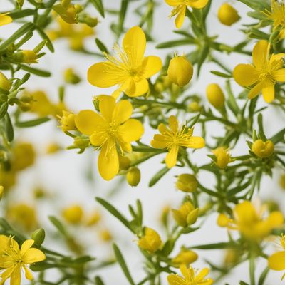 St. John's wort infusion flowers