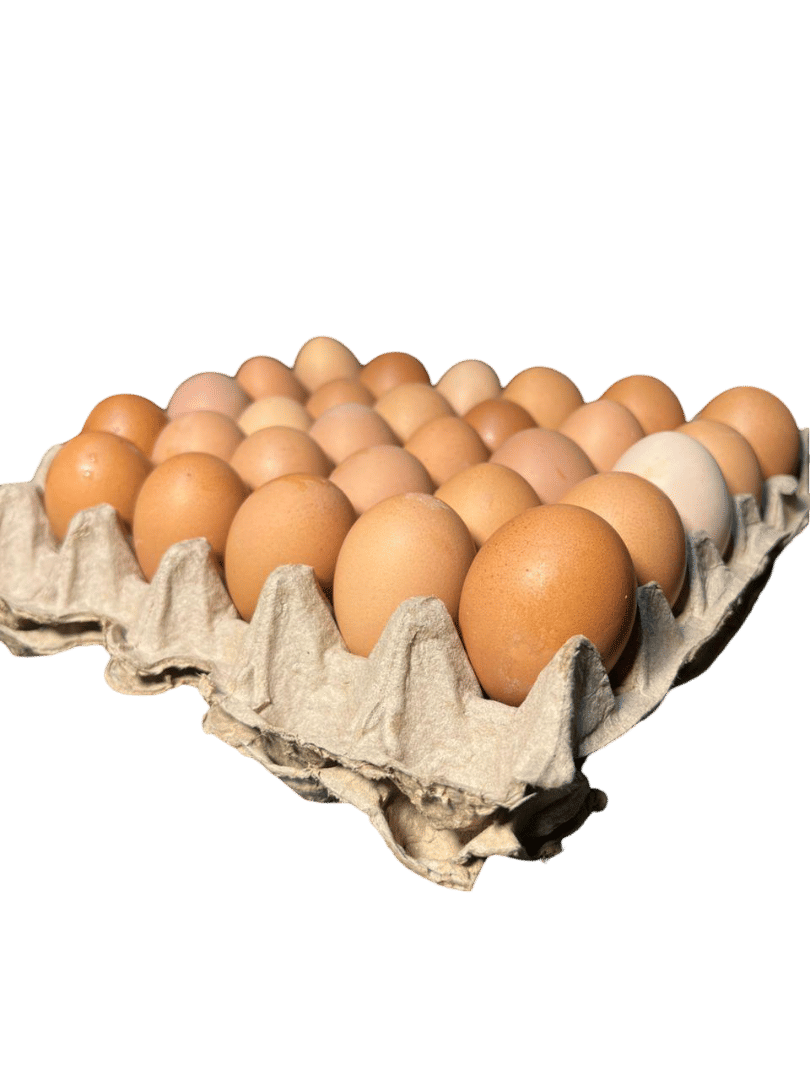 medium eggs 1