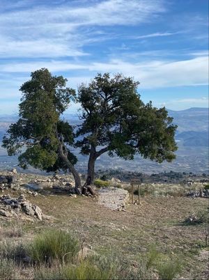 Foto Baloiço do Sobreiro (Torre de Moncorvo)