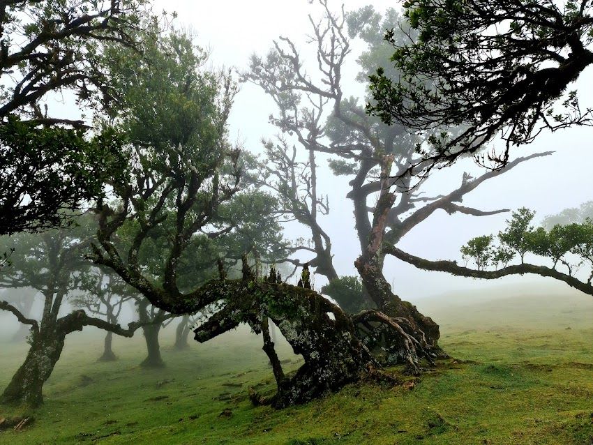 Lagoa do Fanal (Porto Moniz)