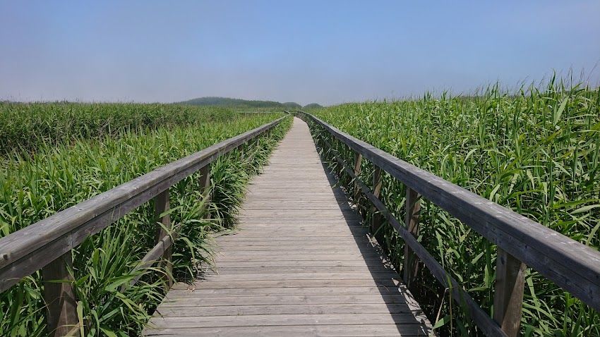 Passadiços da Barrinha de Esmoriz (Ovar)