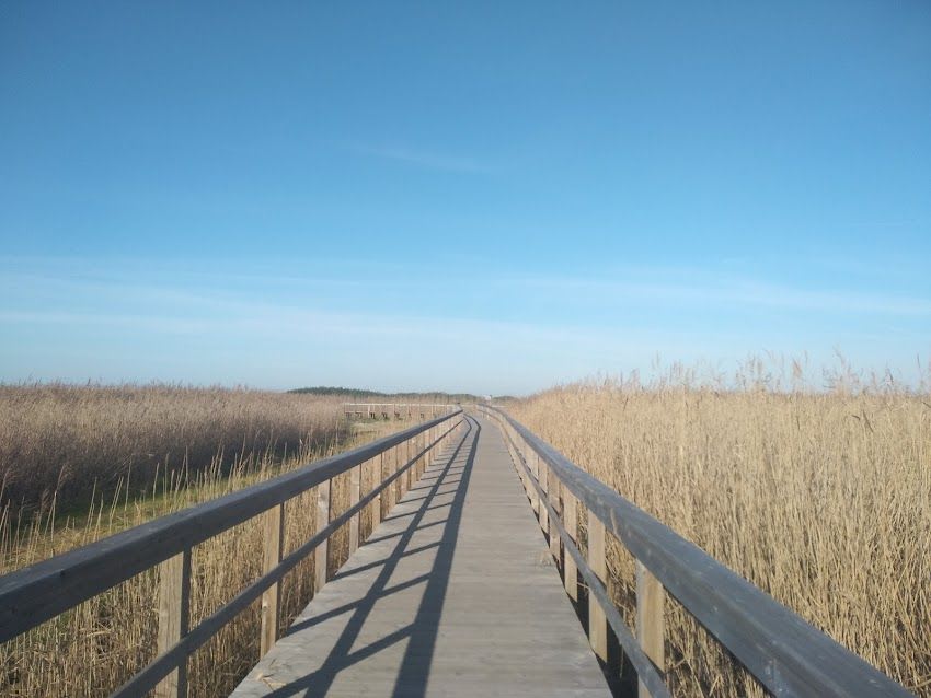 Lagoa de Paramos (Espinho)