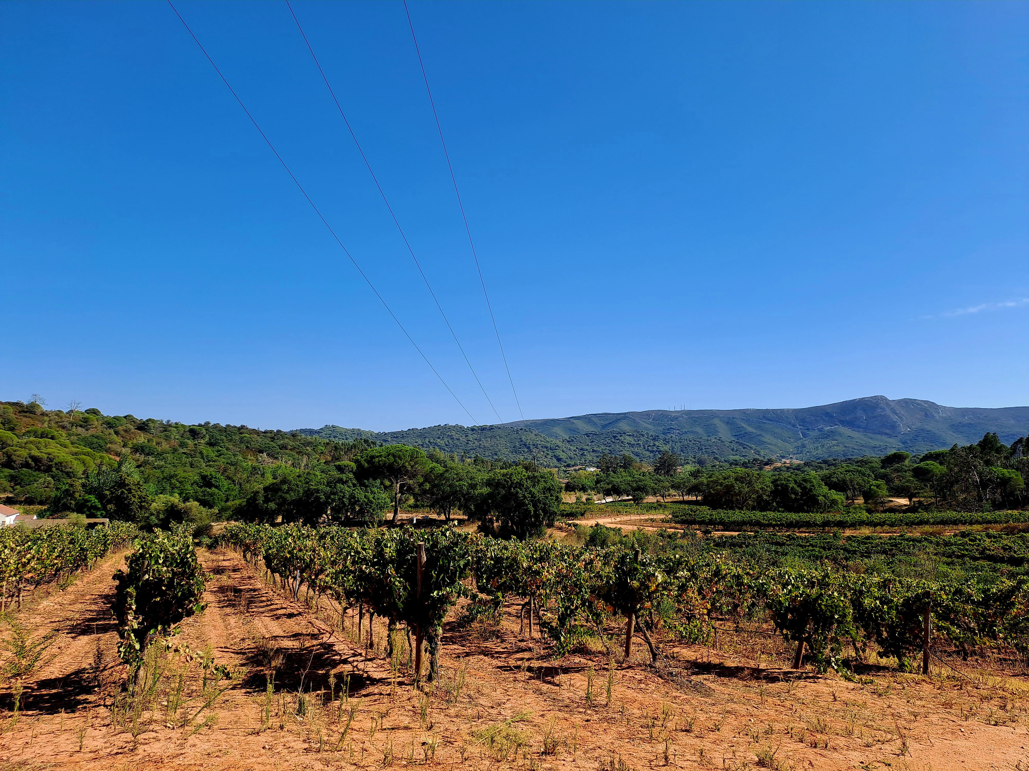Quinta de Alcube (Setúbal)