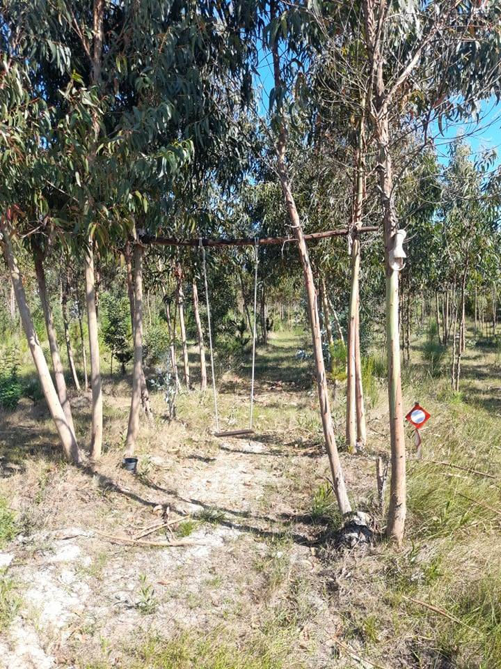 Baloiço das árvores das braças (Figueira da Foz)