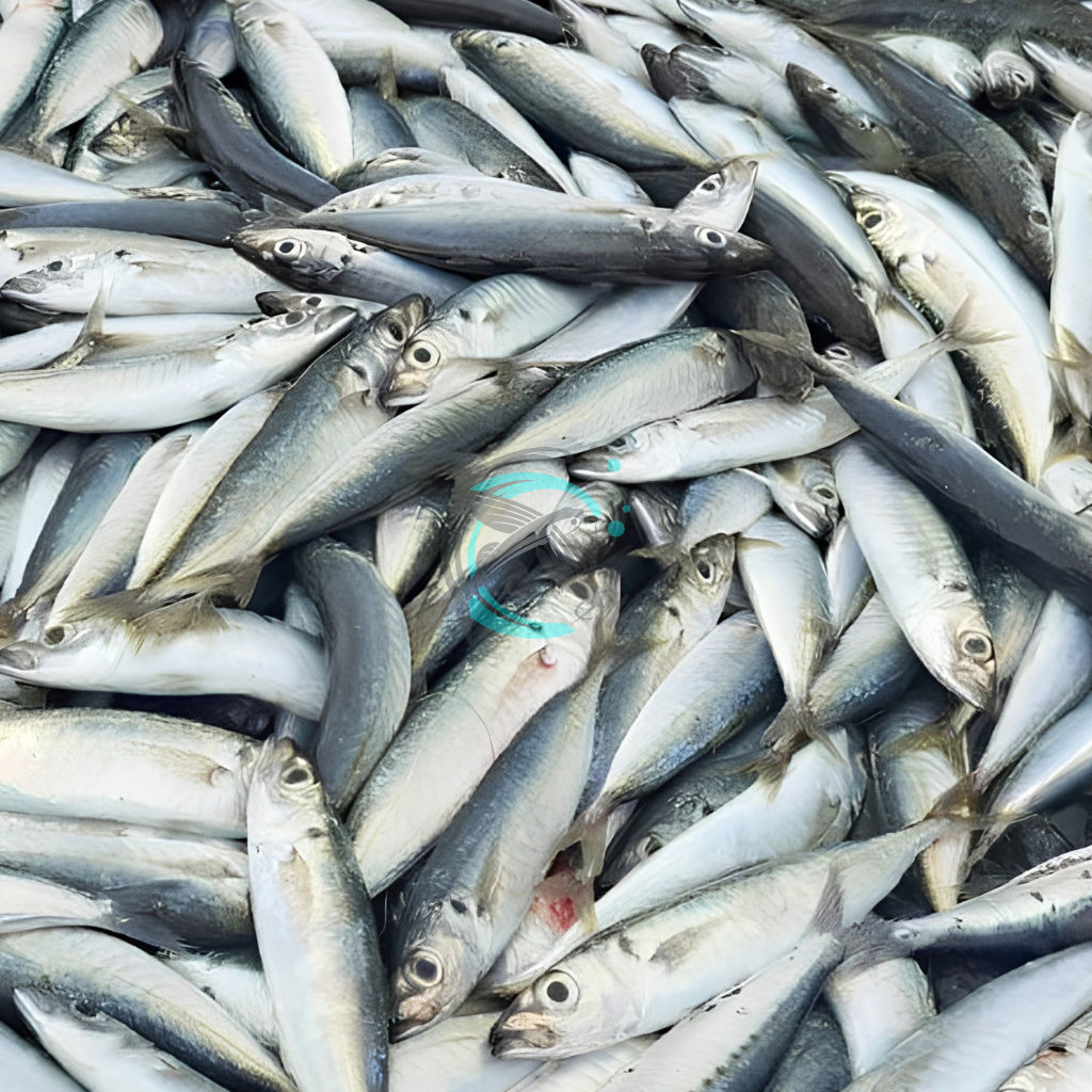 Fresh Squid on Ice