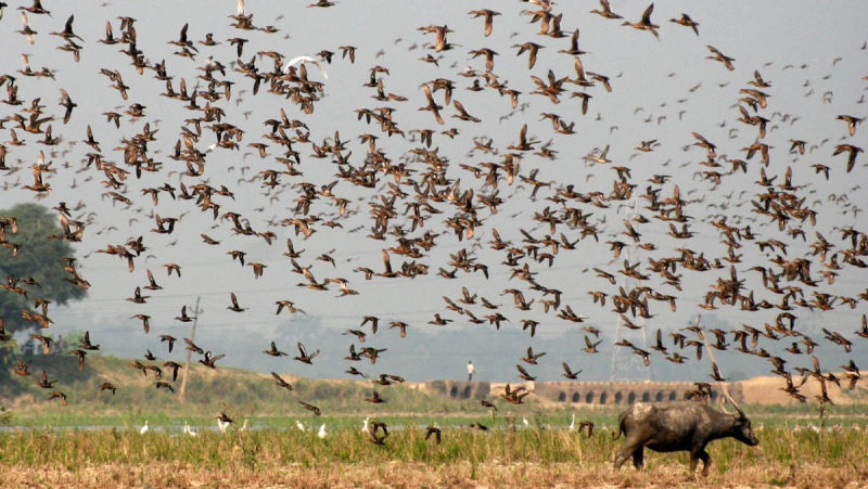 City Bird Wildlife Sanctuary 