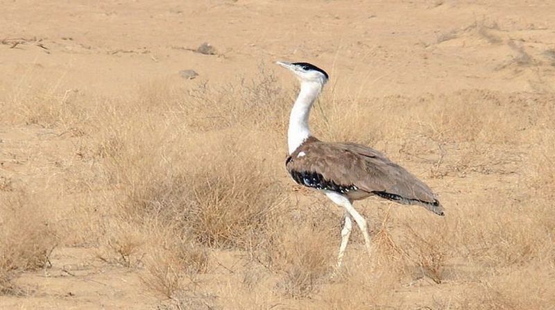 Ghatigaon Wildlife Sanctuary