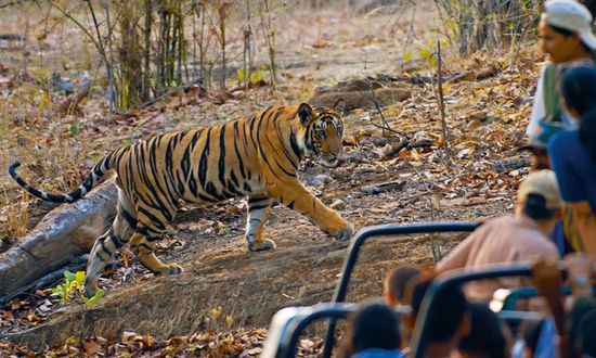 Wildlife Special Tour In Bandhavgarh