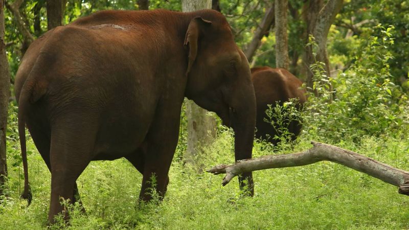 Mudumalai, Tamil Nadu 