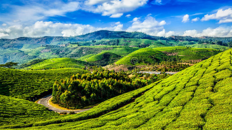 Munnar -  ideal place for Valentine