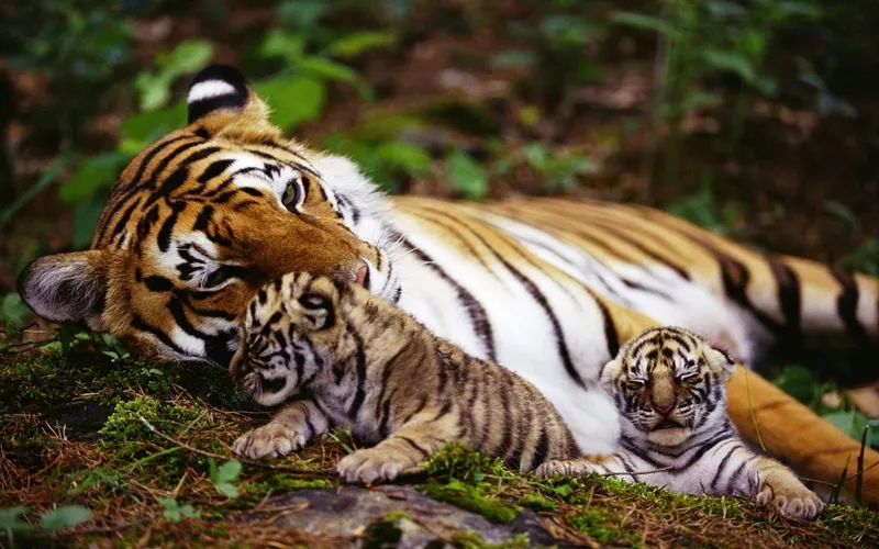 Periyar National Park, Kerala